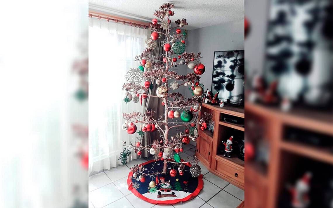 Quiote” el árbol de Navidad paceño - El Sudcaliforniano | Noticias Locales,  Policiacas, sobre México, Baja California Sur y el Mundo