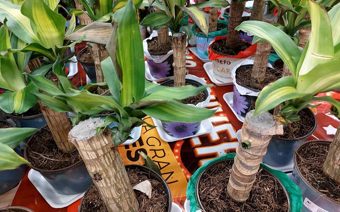 Plantas que puedes tener dentro de casa - El Sudcaliforniano | Noticias  Locales, Policiacas, sobre México, Baja California Sur y el Mundo