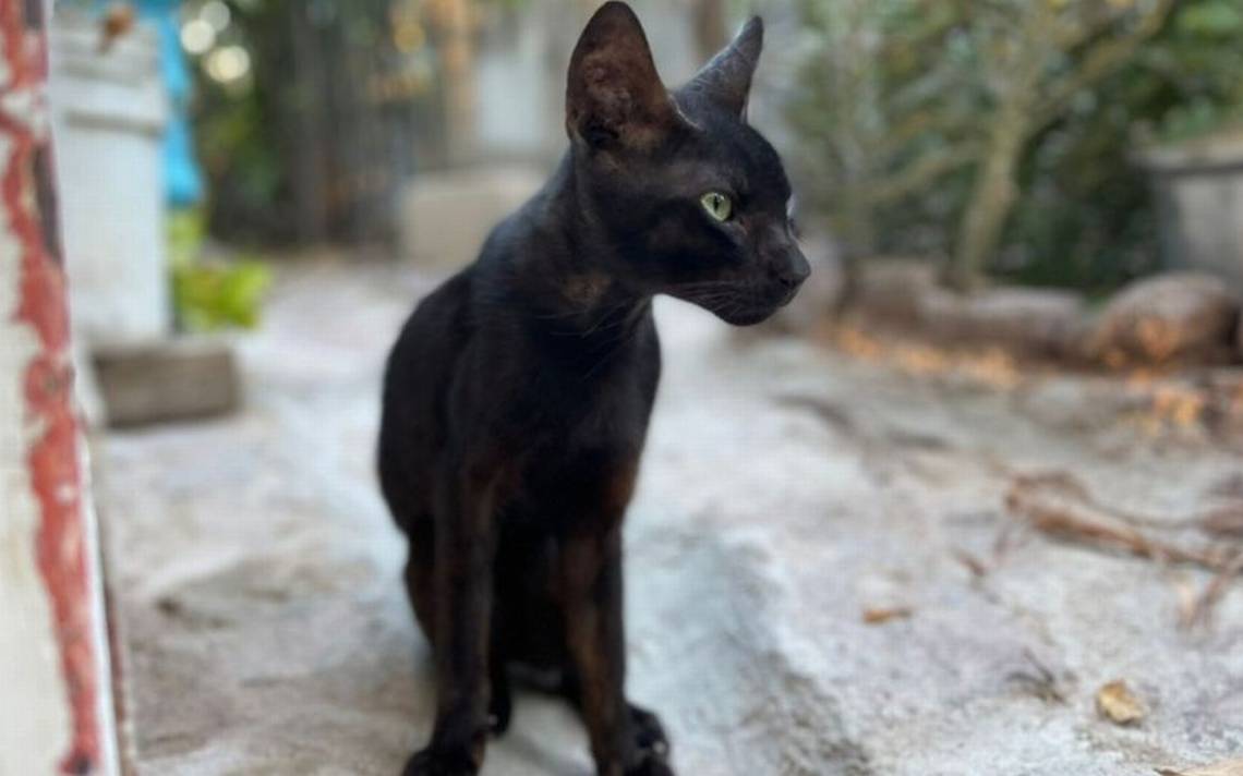 Los gatos negros y el estigma de su color - El Sudcaliforniano | Noticias  Locales, Policiacas, sobre México, Baja California Sur y el Mundo