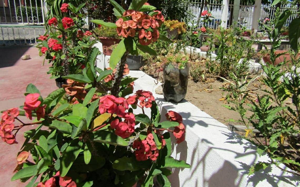 Opciones de plantas y flores para tu jardín paceño - El Sudcaliforniano |  Noticias Locales, Policiacas, sobre México, Baja California Sur y el Mundo