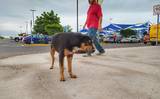 Los perros callejeros no representan un riesgo a la salud pública, en cuanto al tema de la pandemia se refiere. Fotos Mayra Carrizalez | El Sudcaliforniano