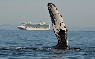 Videogalería] Orcas y ballenas se dejan ver en la bahía de La Paz - El  Sudcaliforniano | Noticias Locales, Policiacas, sobre México, Baja  California Sur y el Mundo