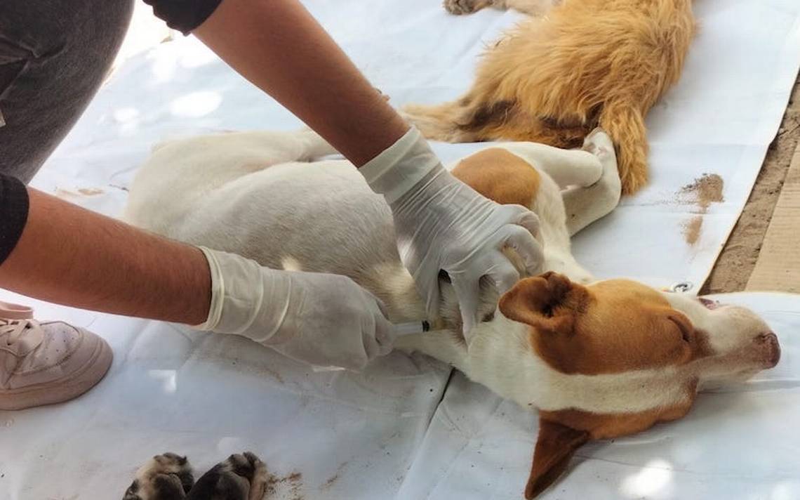 Ministry of Health Vaccinates Over 23,000 Dogs and Cats Against Rabies in La Paz, Baja California Sur