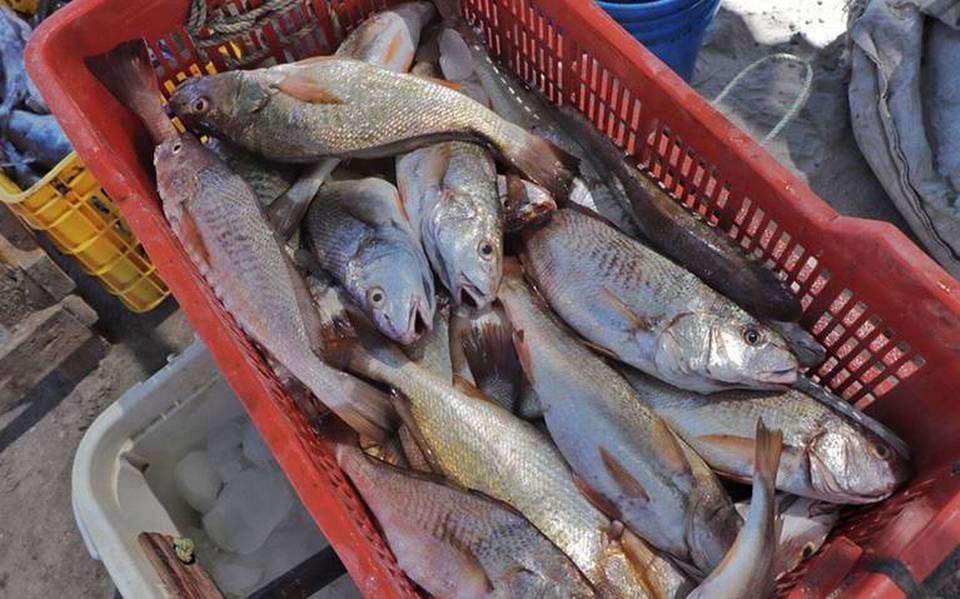 Convocan al “Foro Estatal de Pesca Comercial” - El Sudcaliforniano