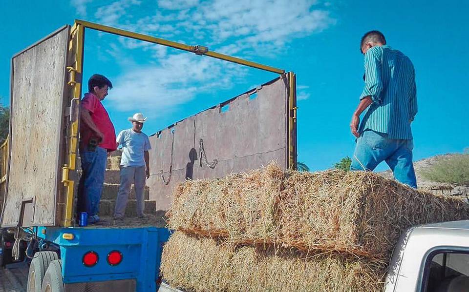 Aumenta 70% venta de pacas de alfalfa - El Sudcaliforniano  Noticias  Locales, Policiacas, sobre México, Baja California Sur y el Mundo