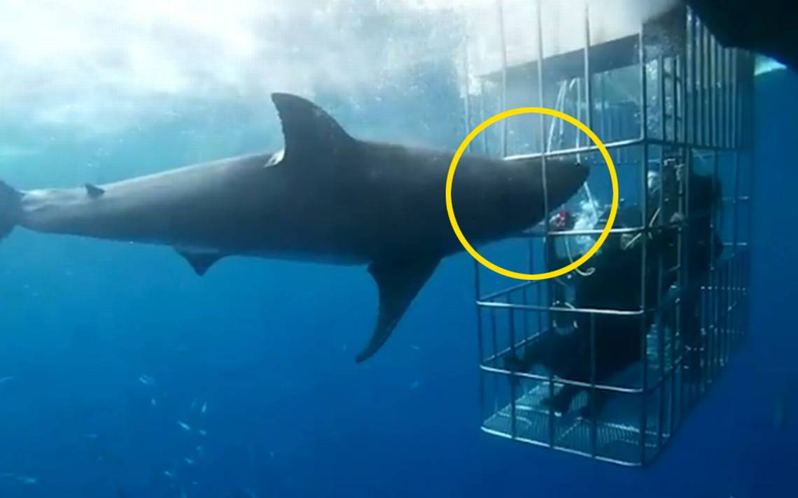 Fuerza motriz Circular estoy feliz Video] Muere tiburón blanco atorado en jaula de turistas  -BuceoEnIslaGuadalupe -TiburonBlancoIslaGuadalupe -TiburonBlancoMexico - El  Sudcaliforniano | Noticias Locales, Policiacas, sobre México, Baja  California Sur y el Mundo